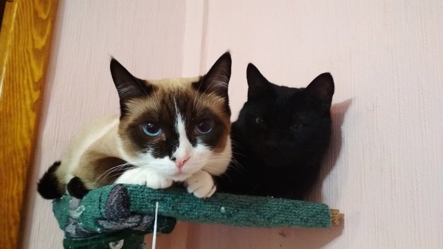 Котовторник (20.11.18)