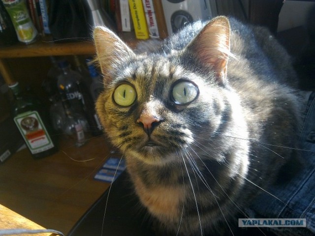 Котовторник 1.11.11