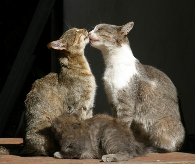 Котовторник 20.12.2011