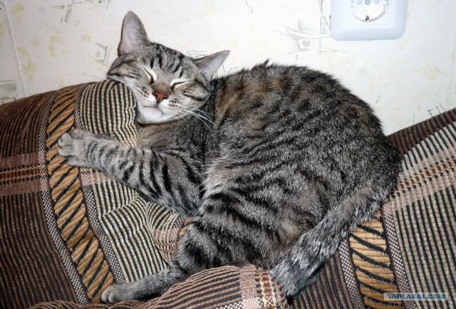 Котовторник (28.02.2012)