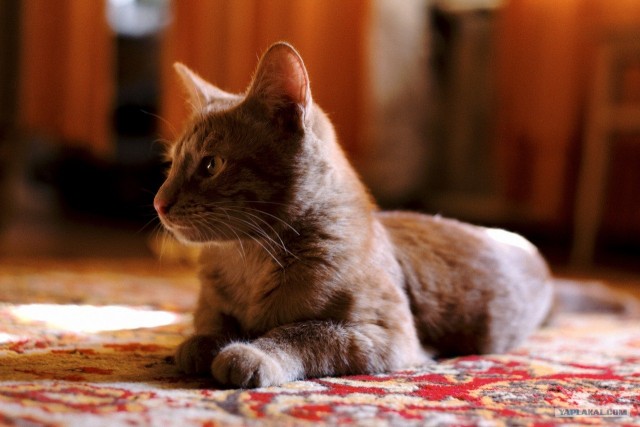 Котовторник 27.03.2012