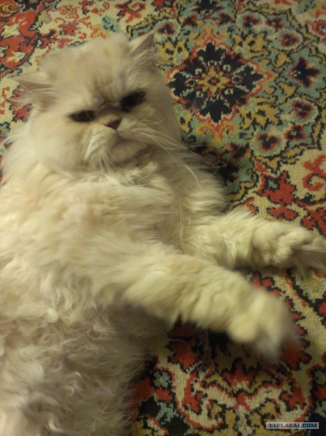 Котовторник 03 07 2012