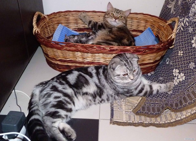 Котовторник  17.07.2012