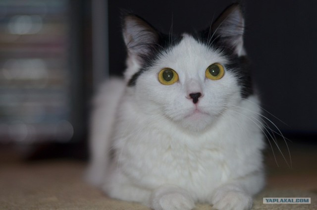 Котонянька и котовторник