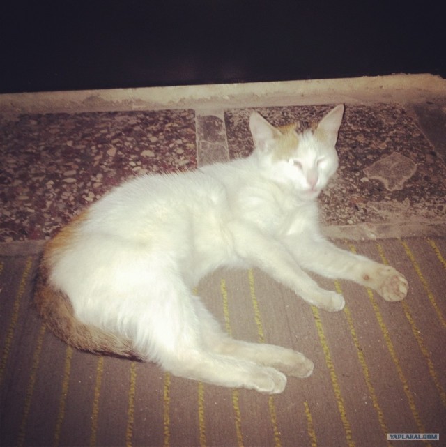 Котовторник ( 23.10. 2012. )