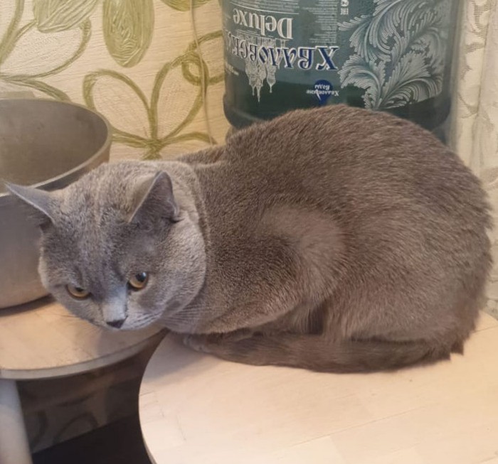 "Дыши, котик, дыши, маленький"