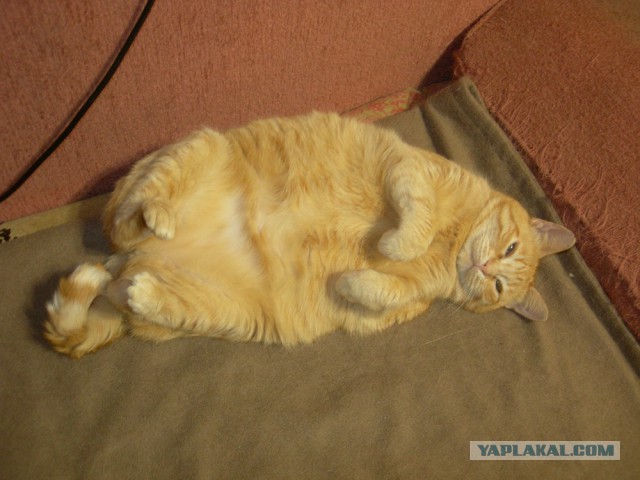 Котовторник 30.04.2019.