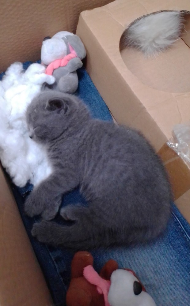 Вот так котовторник