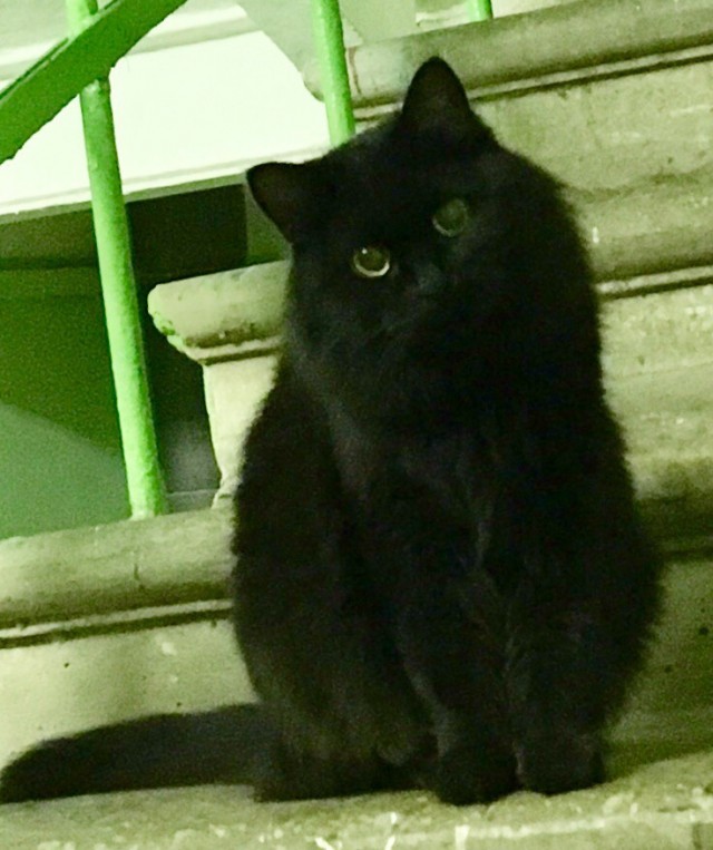 Забавные фото котеек