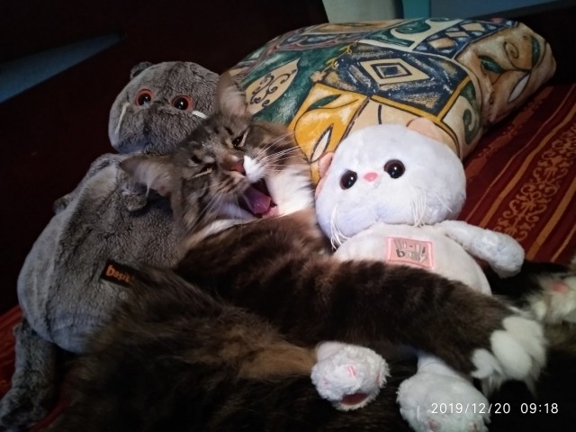 Котовторник *новогодний* 31/12/2019