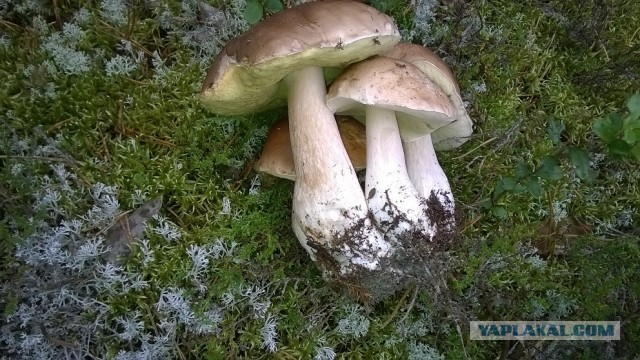 Грибной пост