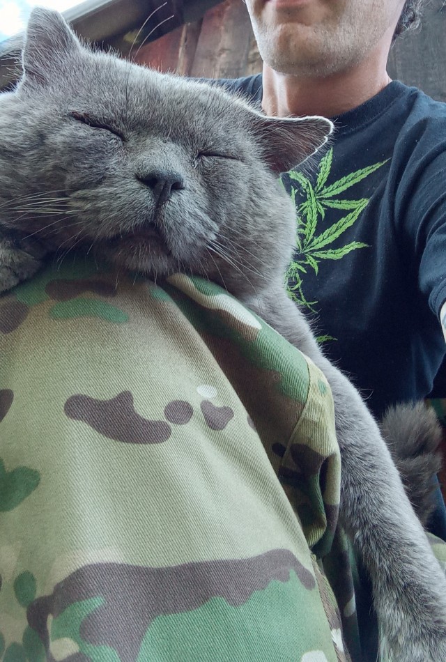 Котовторник?! Коты во вторник!