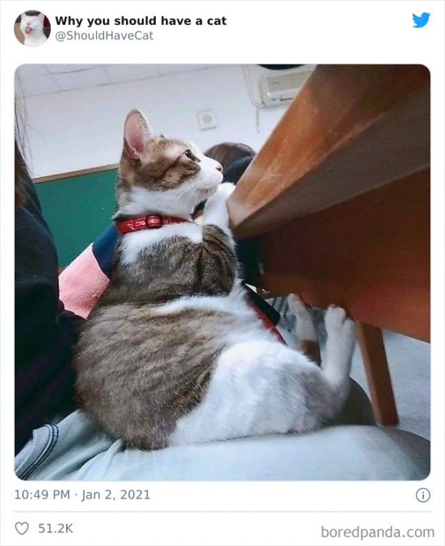 Почему вам нужно завести котов