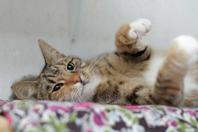 Которник