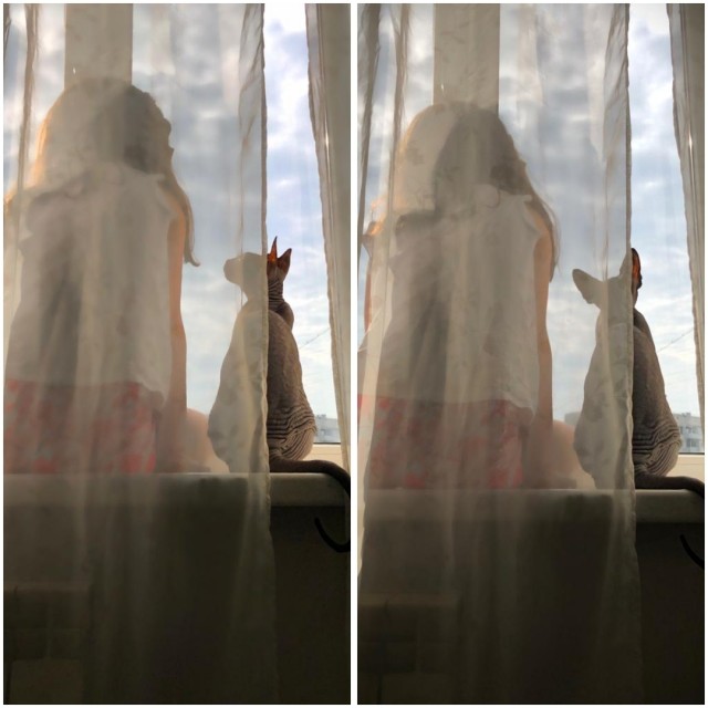 Котовторник же очередной