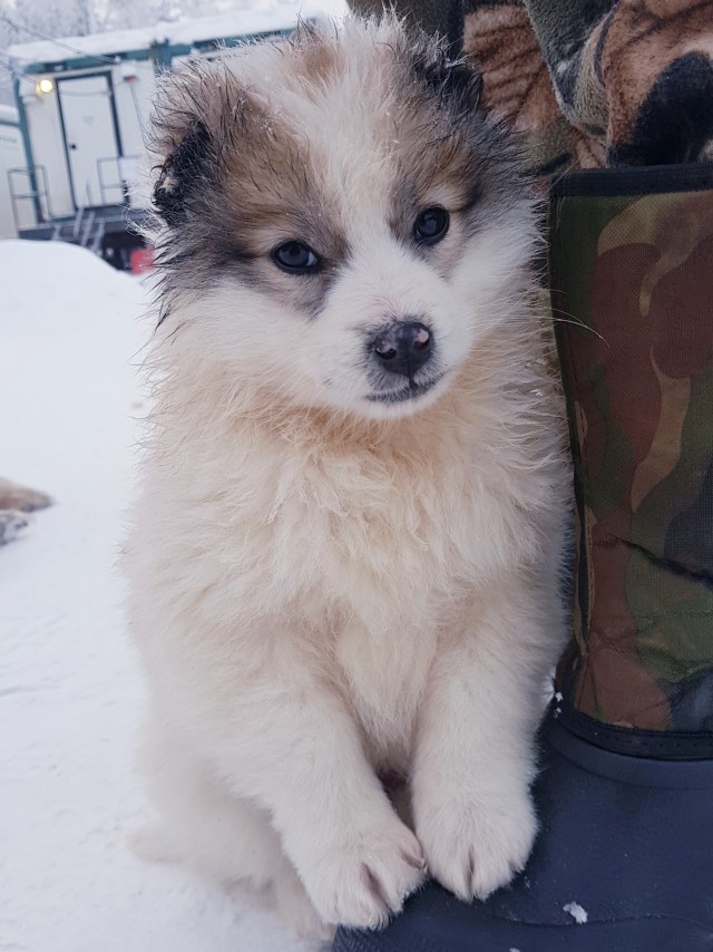 Собакочетверг