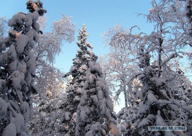 Зима пришла как никак! Красивые снежные пейзажи