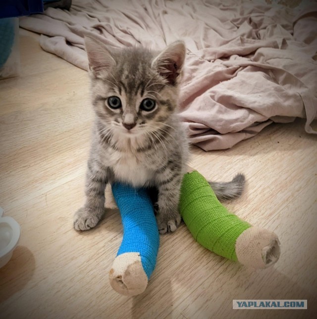 Она грелась в моторном отсеке моей машины.