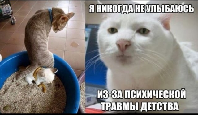 Про кота и говно