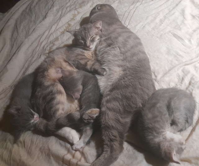 Котовторник! Пара фоток суровых котов.