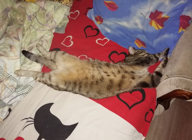 Котовторник! Пара фоток суровых котов.