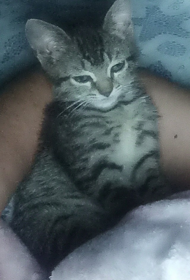 Котовторнику быть