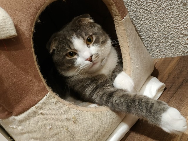 Начну котовторник чуть раньше!