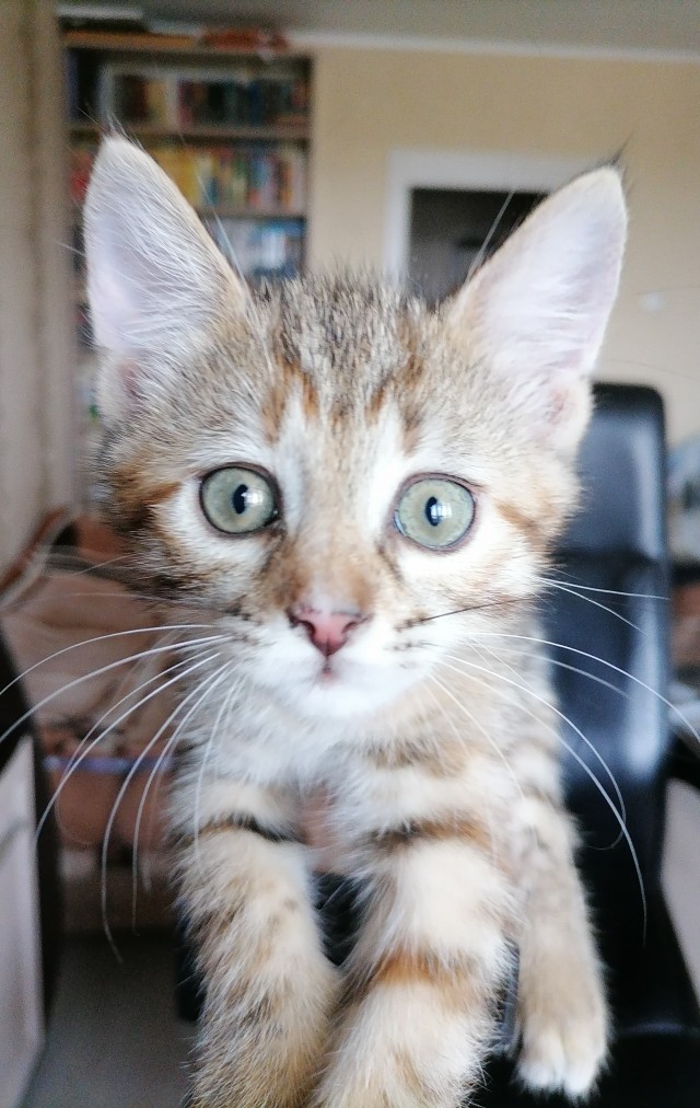 Начну котовторник чуть раньше!