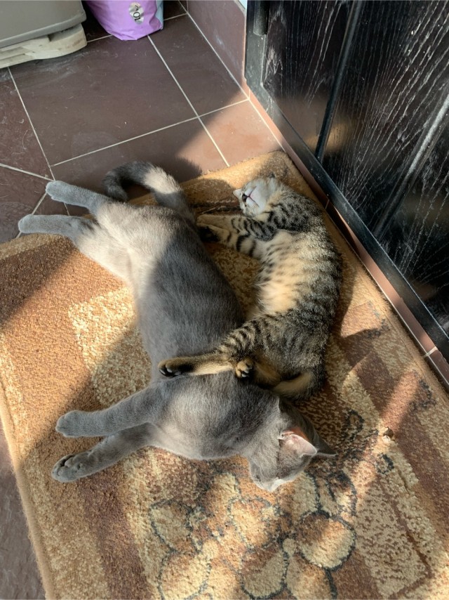 К котовторнику