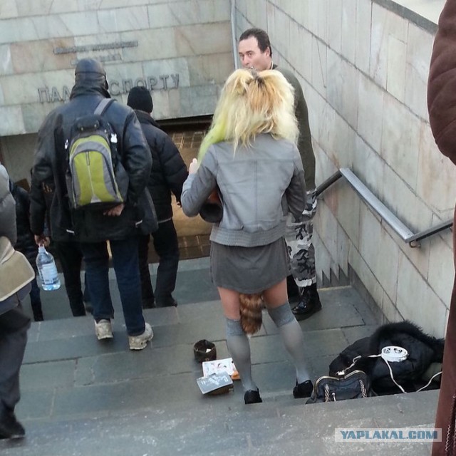 Откуда Хвост Растет!