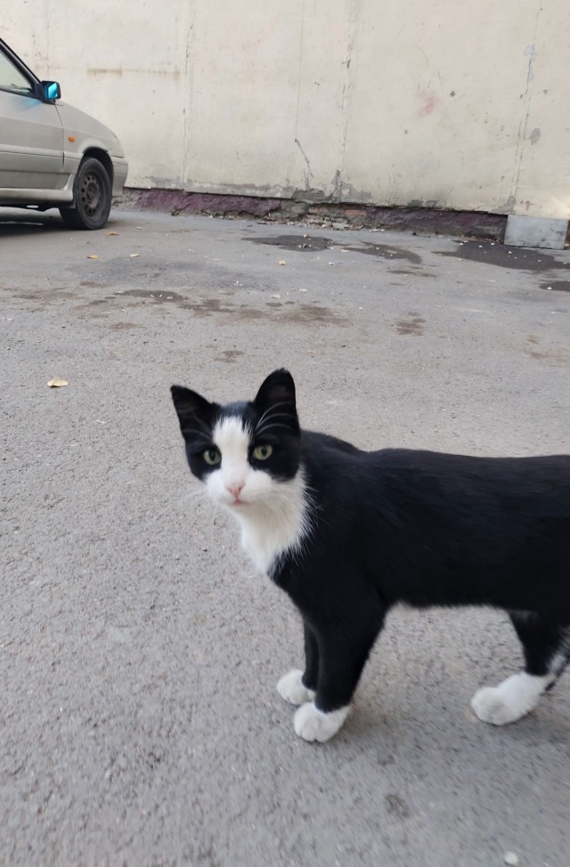 Пришел сегодня вот такой милаха!