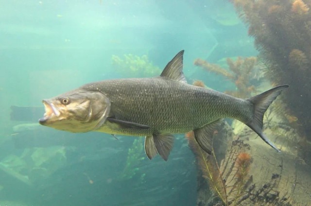 Жерех: Рестлер от мира рыб. С силой прыгает об воду, чтобы оглушить всю живность вокруг