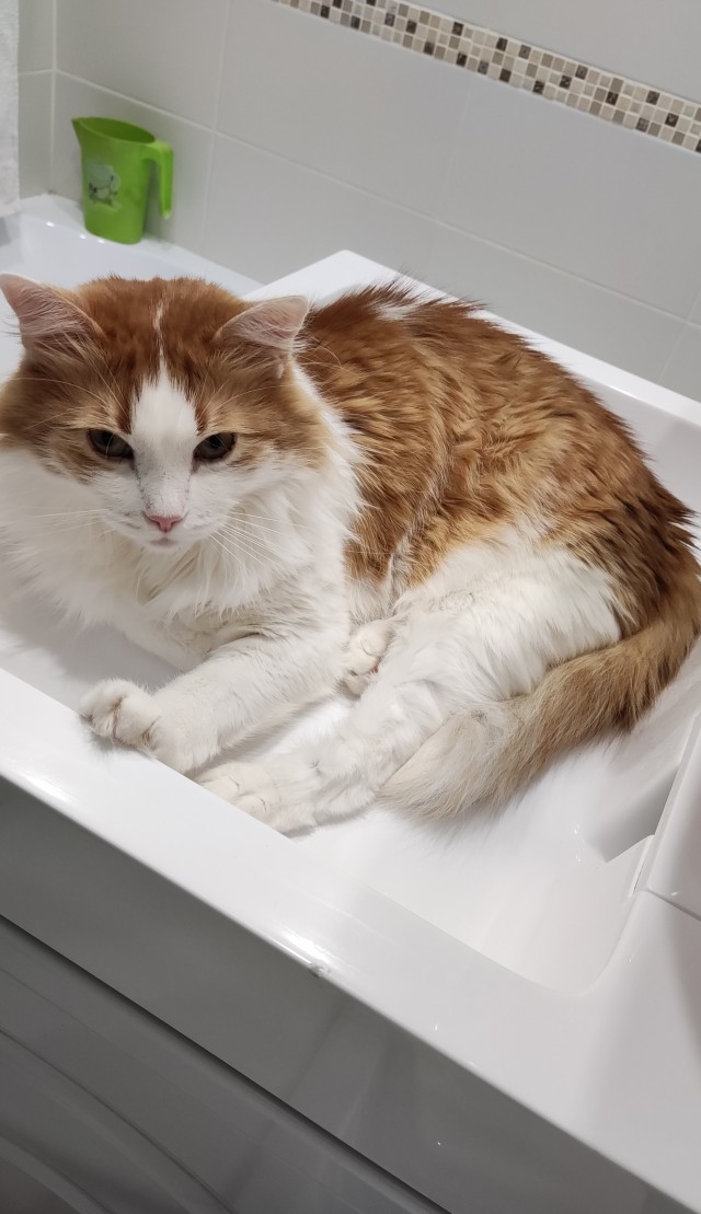 Котики Стамбула