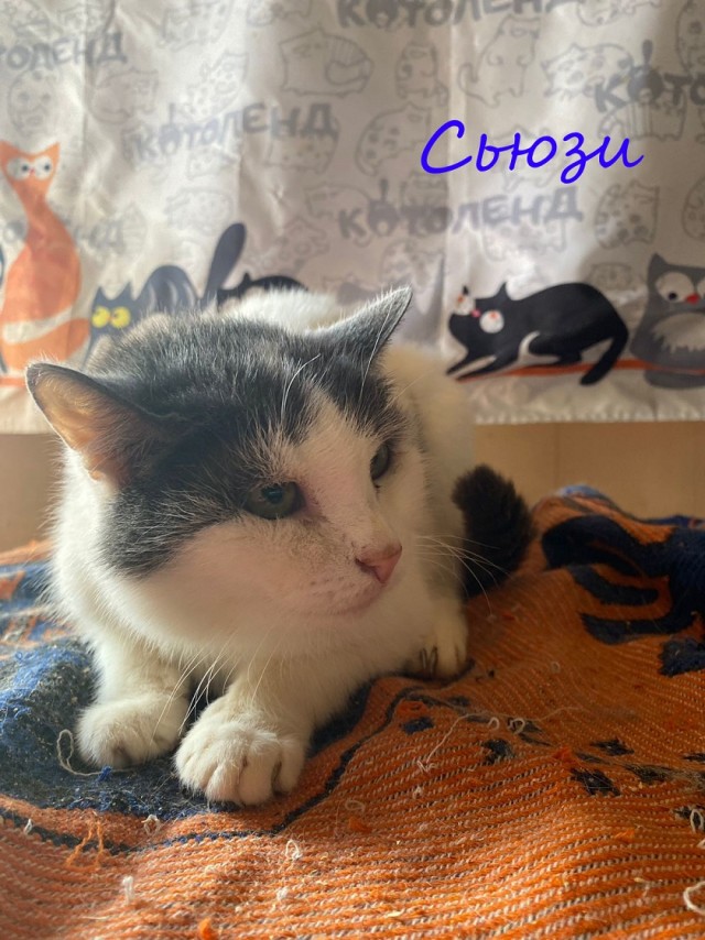 Жизнь домашнего приюта "Котоленд" 378
