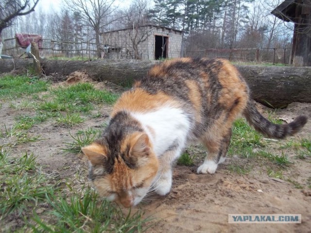Жизнь домашнего приюта для котеек 441