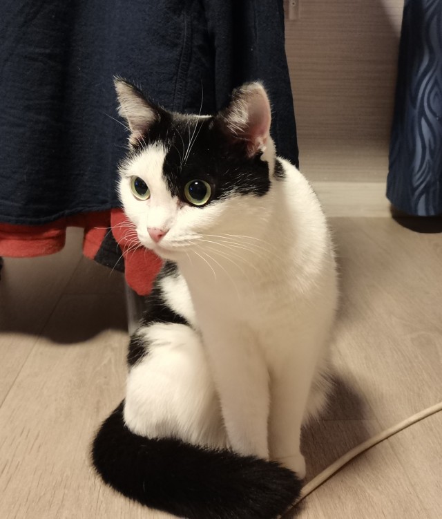 Котофторниг