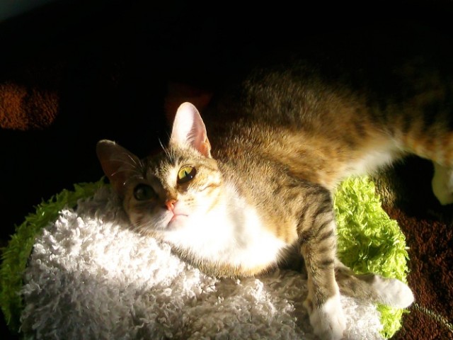 Котовторник 09.04.2013