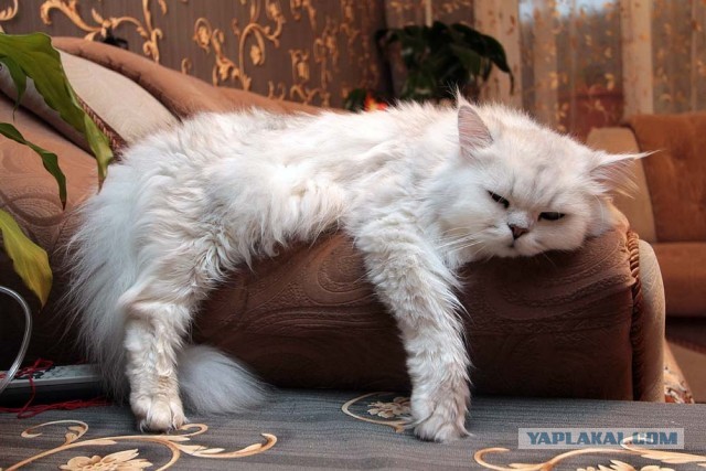 Котовторник 09.04.2013