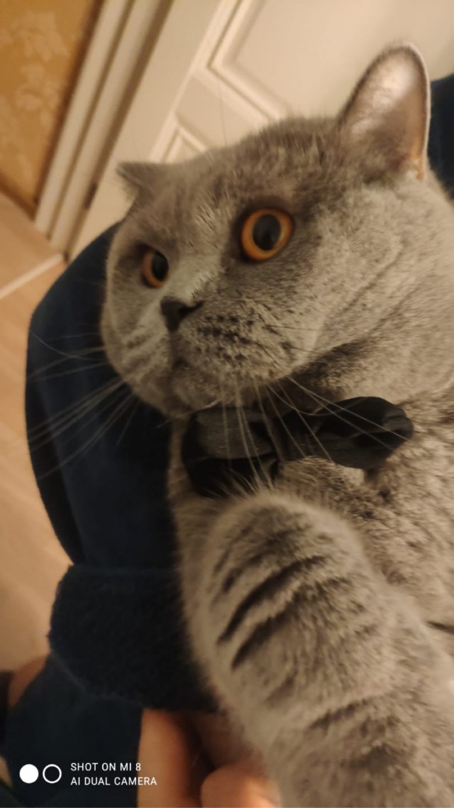 Кот и его сын