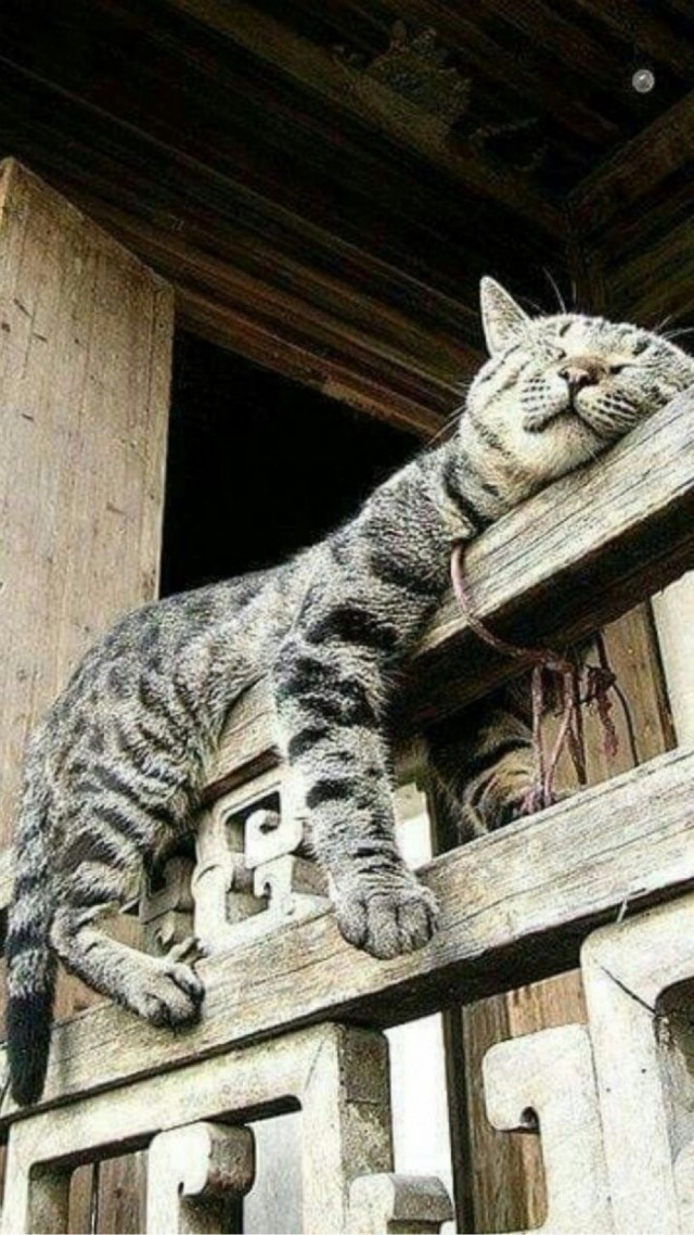 Позы для сна у кошек - что они означают?