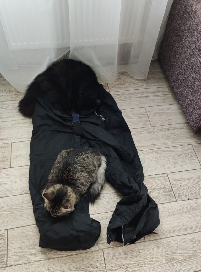 Жизнь домашнего приюта "Котоленд" 414