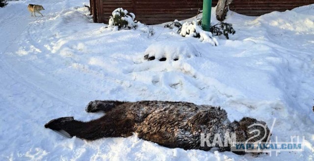 На Камчатке собаки чудом спасли человека от голодного медведя-шатуна