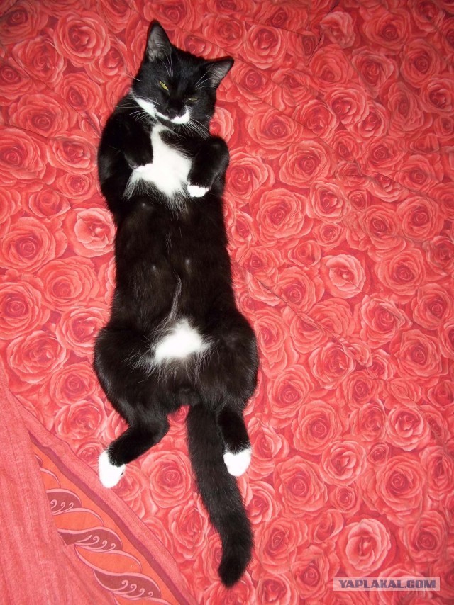 Котовторник 30.04.2013