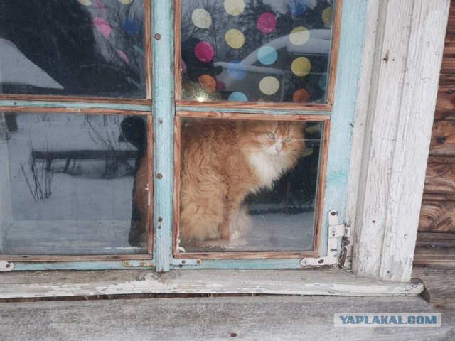 Жизнь домашнего приюта для котеек 477