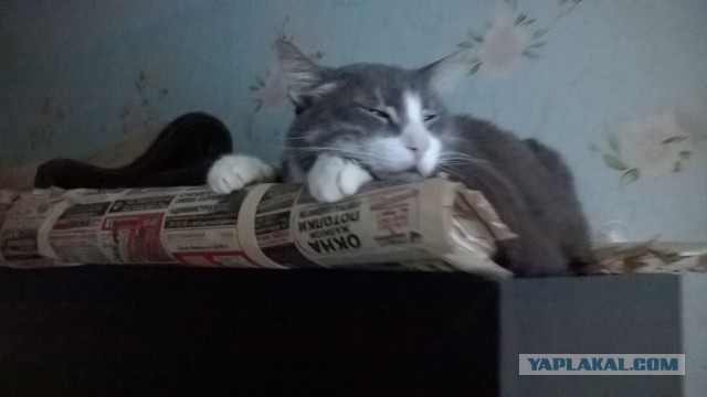 Жизнь домашнего приюта для котеек 478
