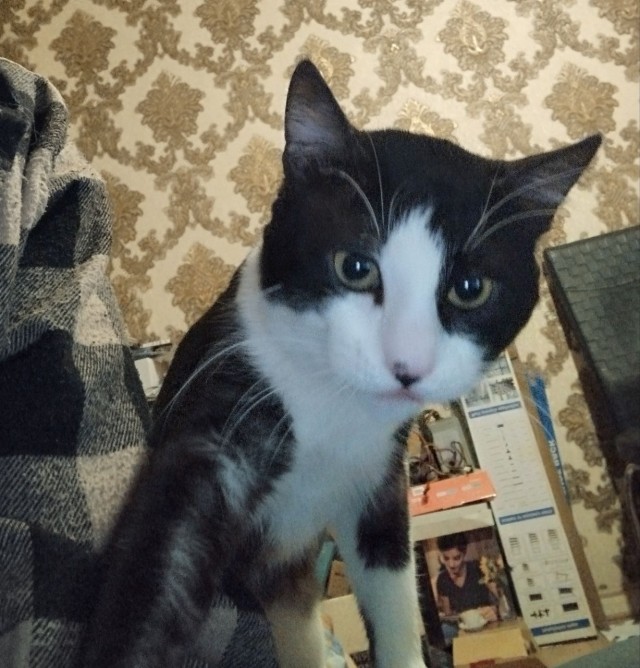 Кот в рамках бытия