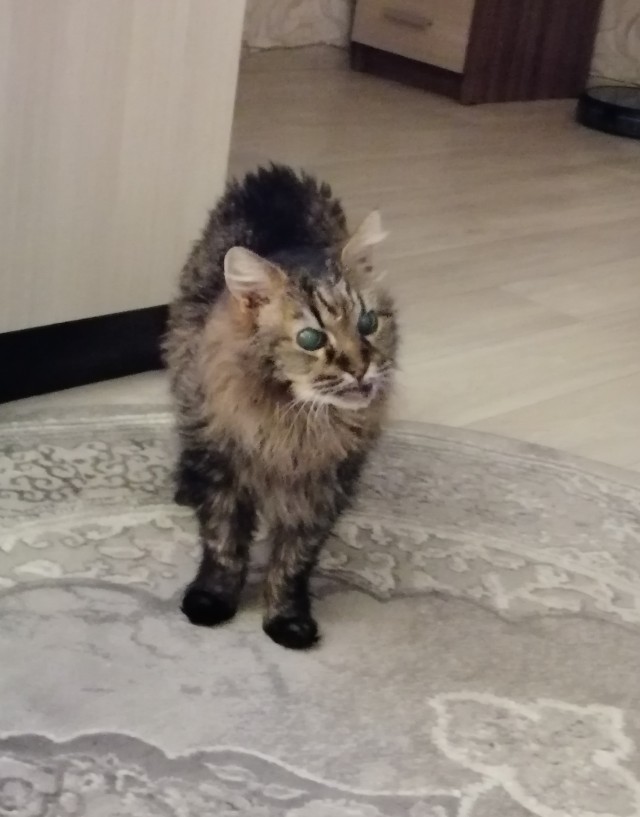 Котовторник уже пришёл?