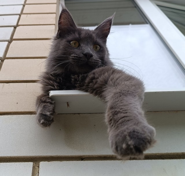 Котовторник