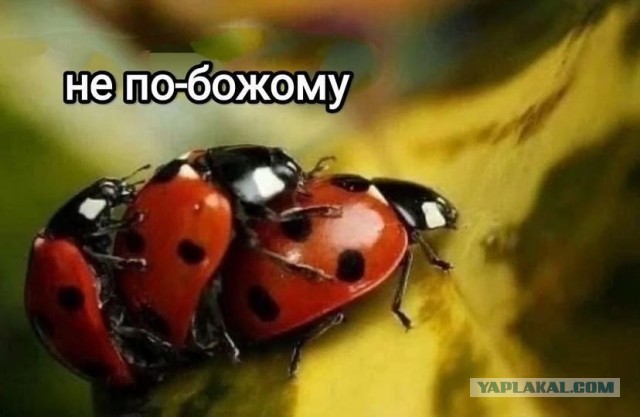Отряд быстрого деградирования