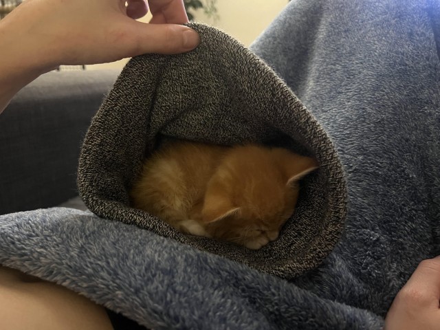 Нашли месячного котёнка